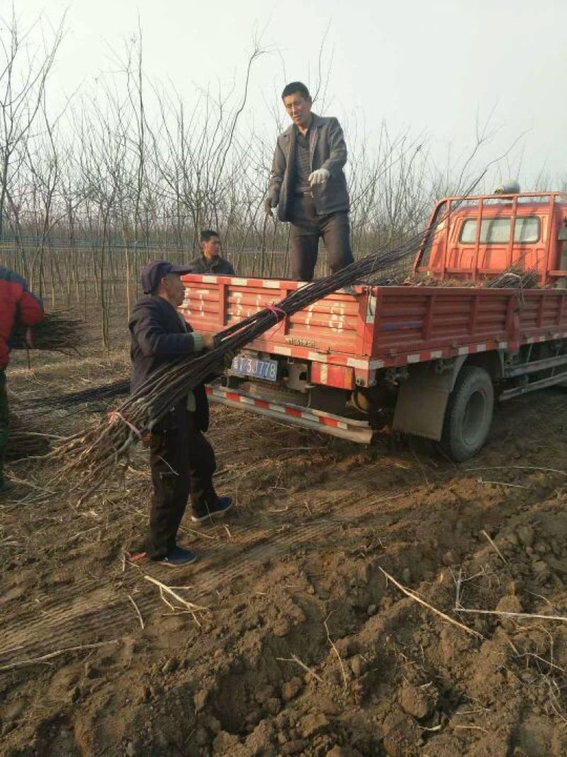 苹果树。苹果树苗自家苗圃培育出售，无中介。