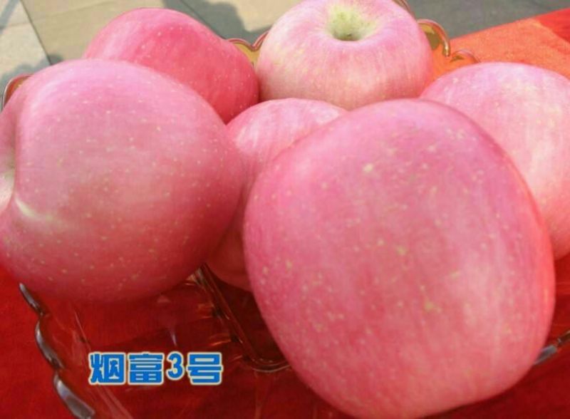 苹果树。苹果树苗自家苗圃培育出售，无中介。
