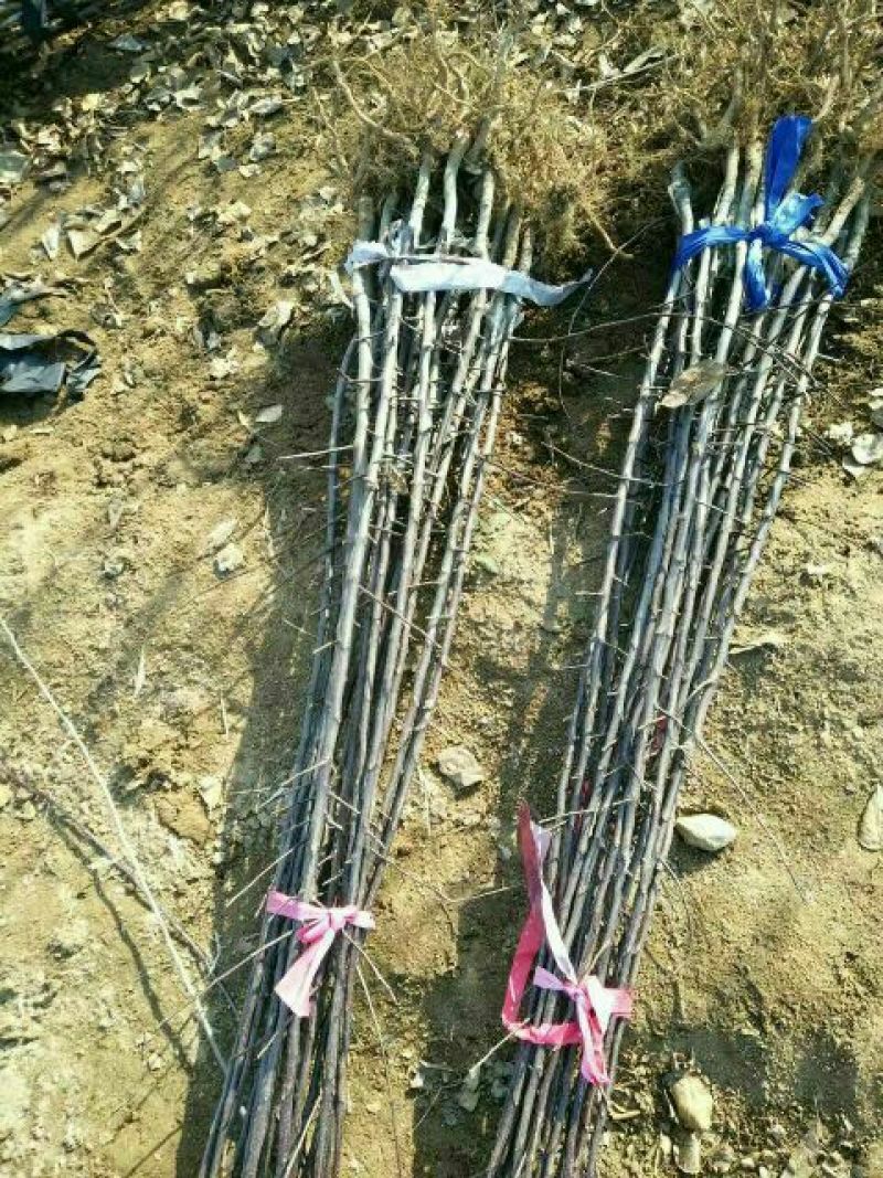 苹果树。苹果树苗自家苗圃培育出售，无中介。