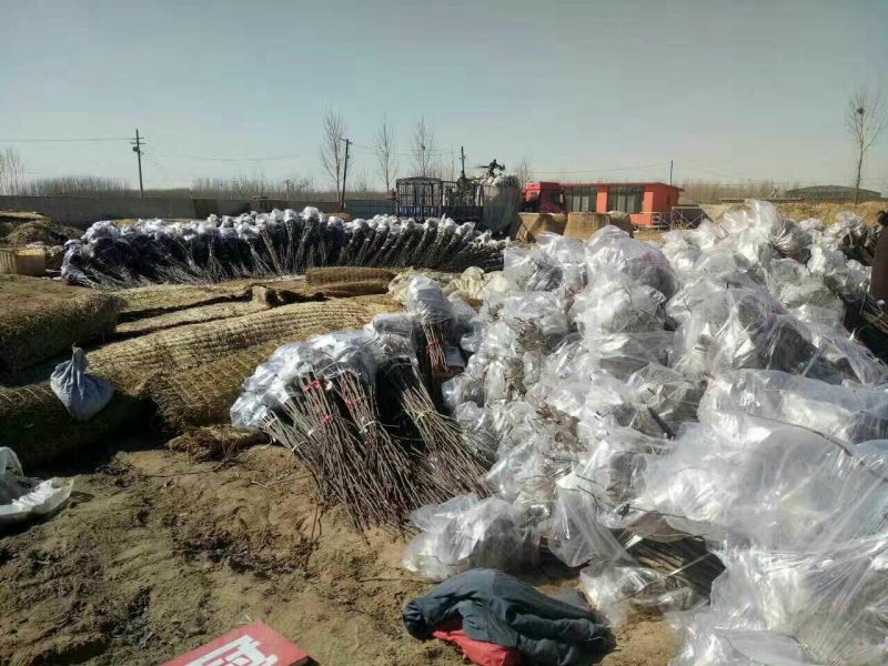 苹果树。苹果树苗自家苗圃培育出售，无中介。