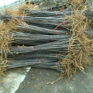 苹果树。苹果树苗自家苗圃培育出售，无中介。