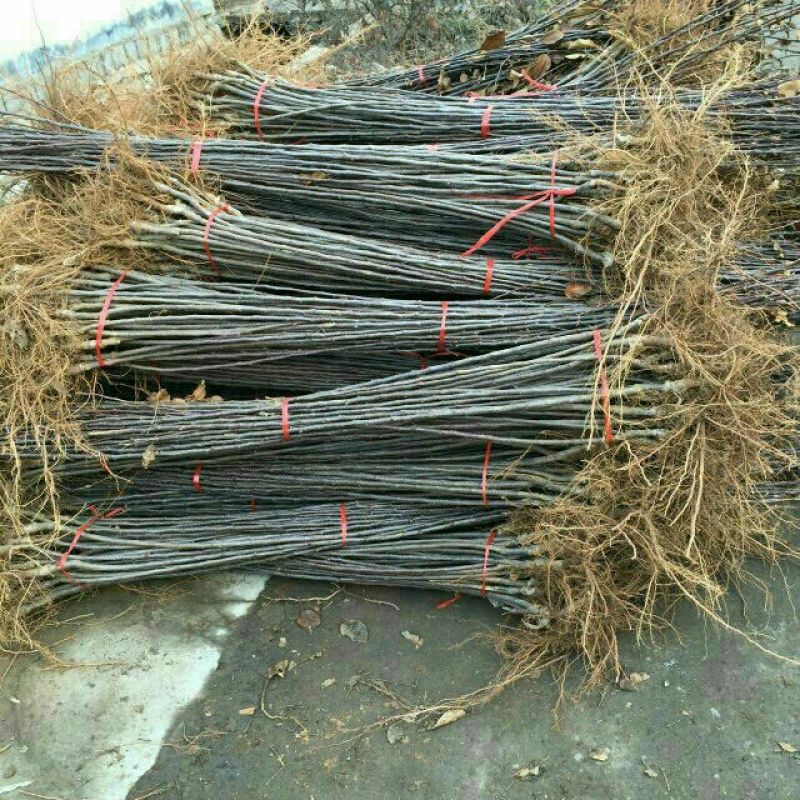 苹果树。苹果树苗自家苗圃培育出售，无中介。