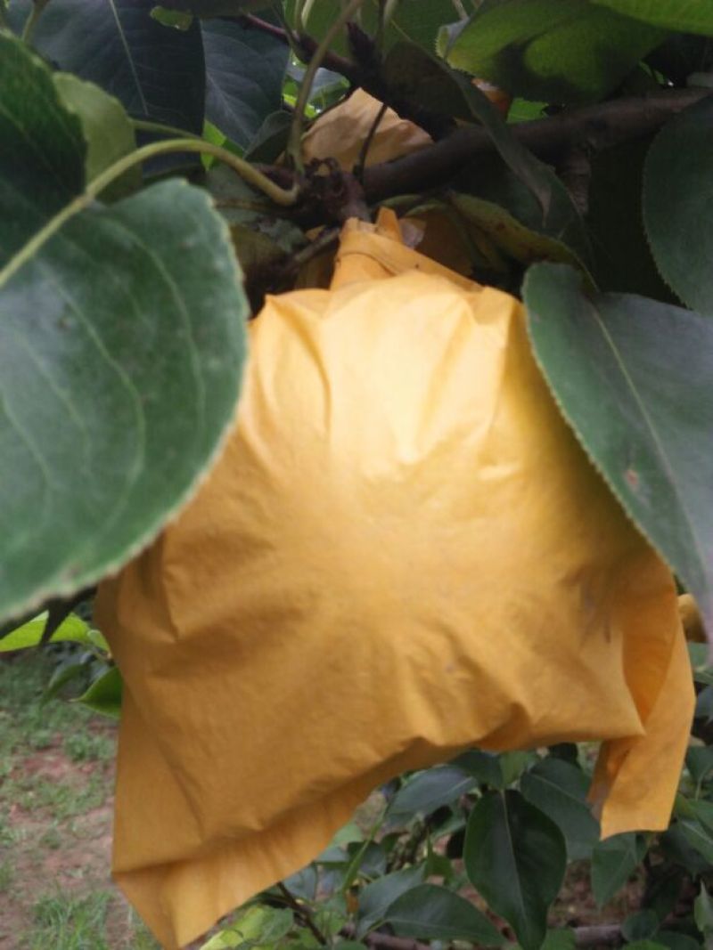 皇冠梨光果300~350g