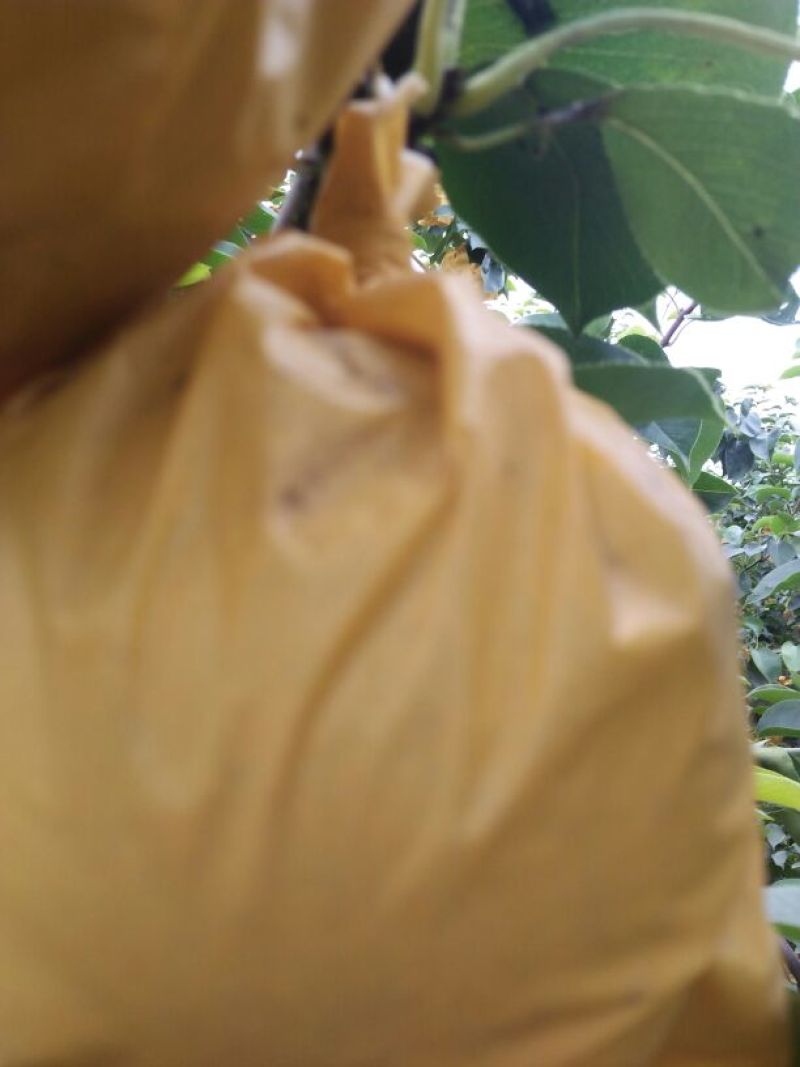 皇冠梨光果300~350g