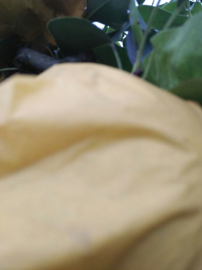 皇冠梨光果300~350g