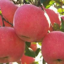 苹果苗出售。华硕苹果树苗品种纯正。各种规格都有。