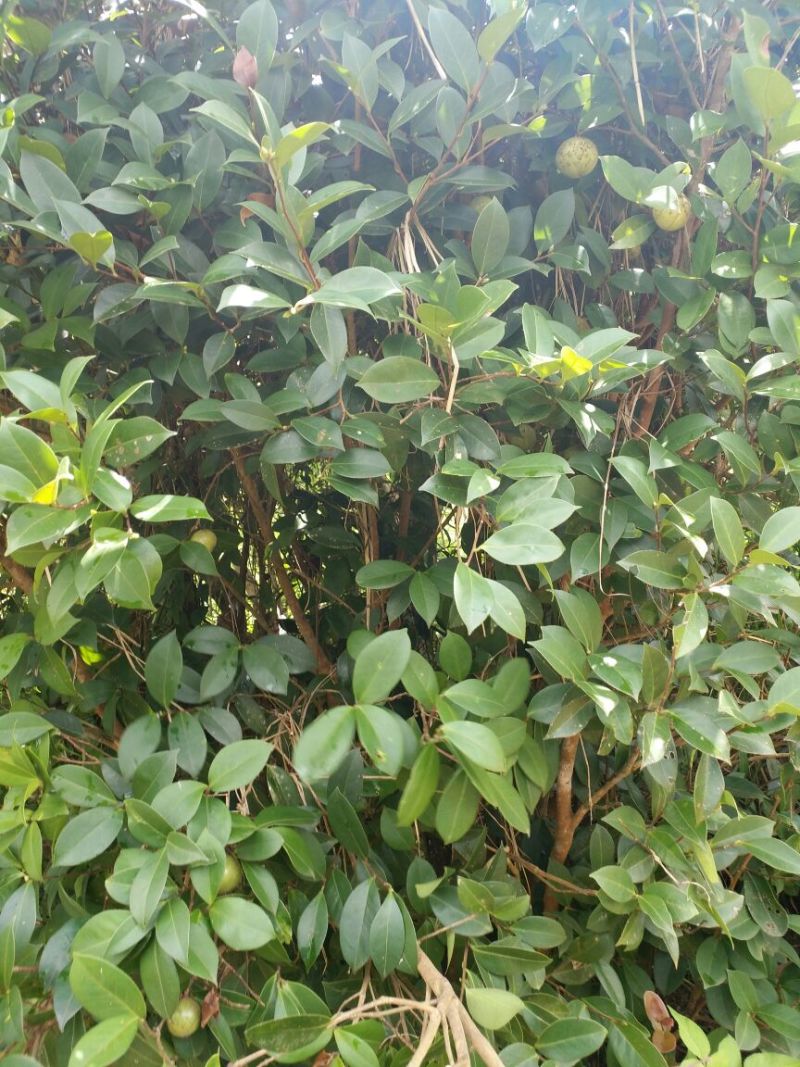 油茶苗可视频看货支持线上交易产地直销