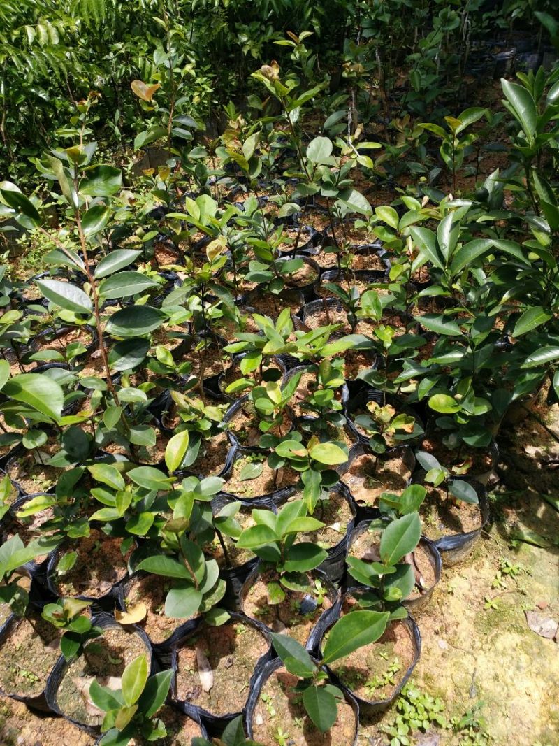 油茶苗可视频看货支持线上交易产地直销