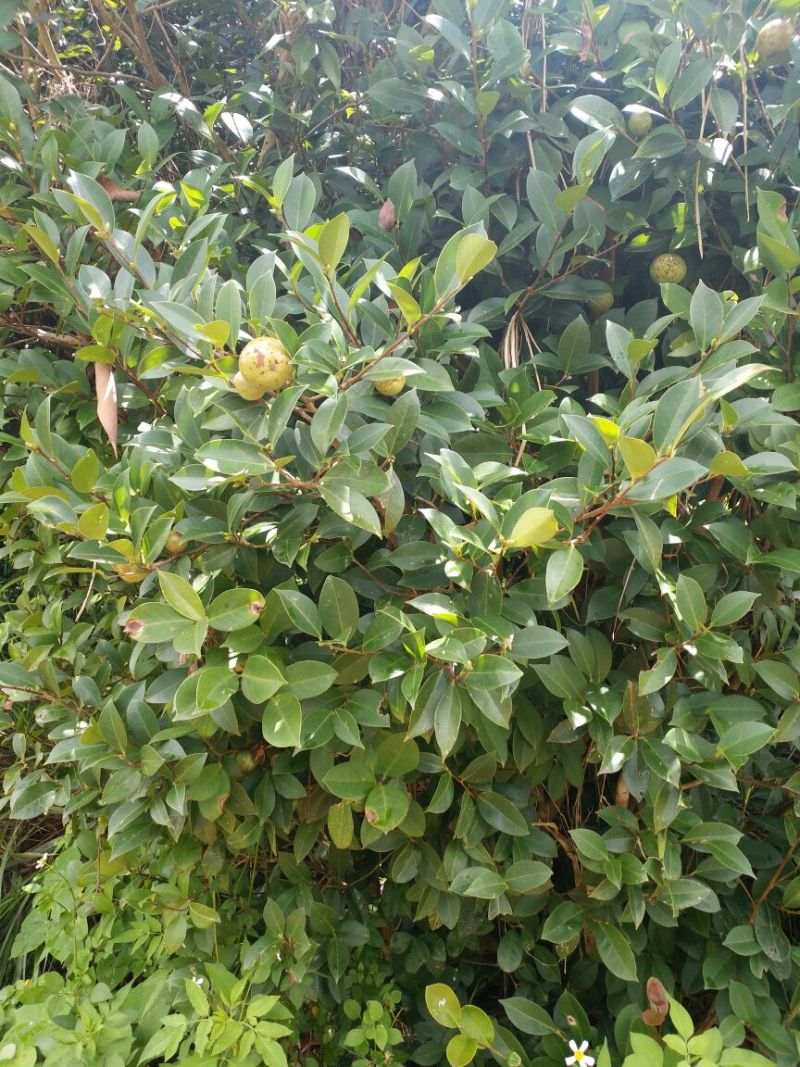 油茶苗可视频看货支持线上交易产地直销
