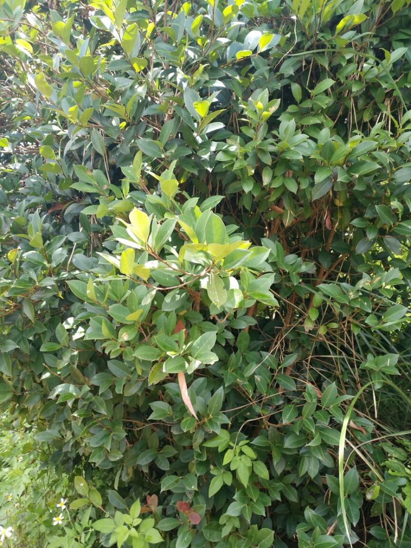 油茶苗可视频看货支持线上交易产地直销