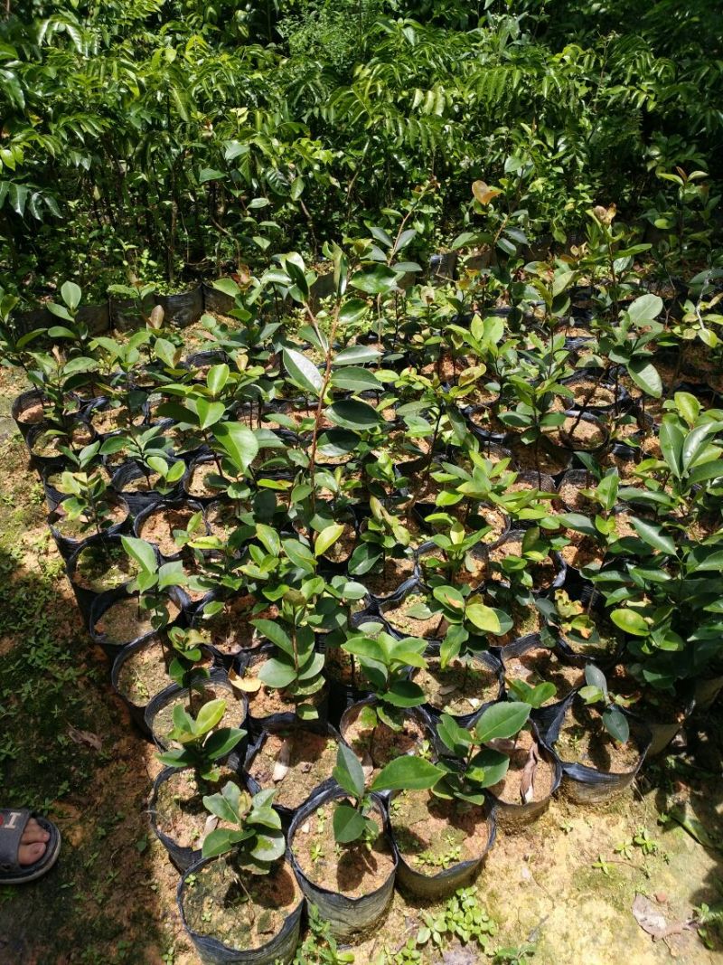 油茶苗可视频看货支持线上交易产地直销