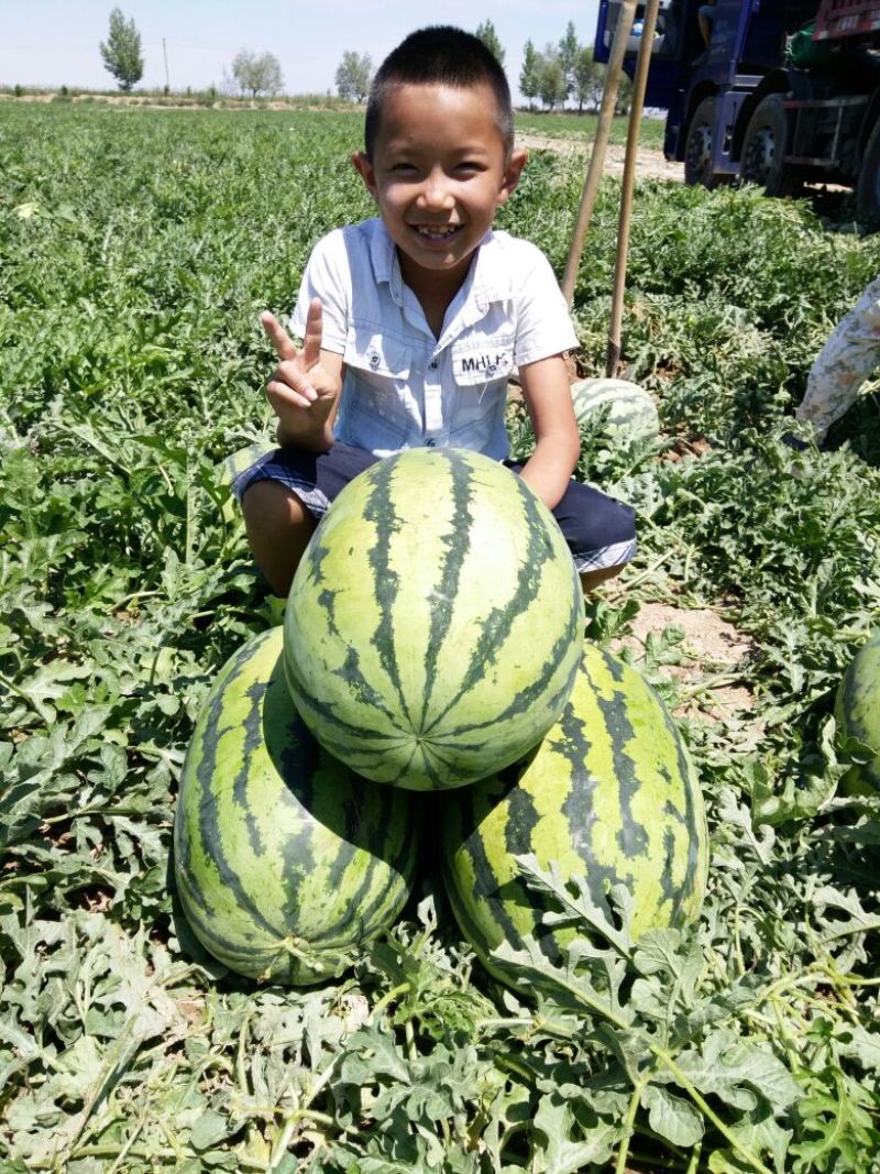 新疆西瓜，金城5，安农2号，当天发车一条龙服务，用诚信