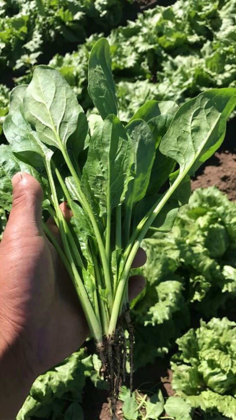 大叶菠菜15~20厘米
