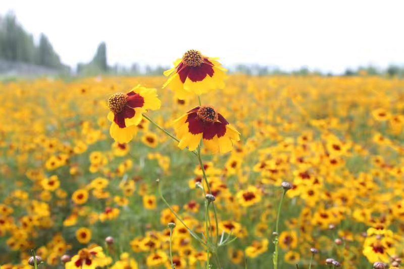 2023年新货正宗新疆昆仑雪菊高海拔昆仑雪菊，