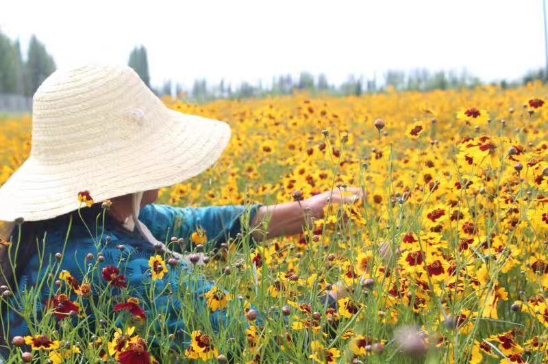 2023年新货正宗新疆昆仑雪菊高海拔昆仑雪菊，