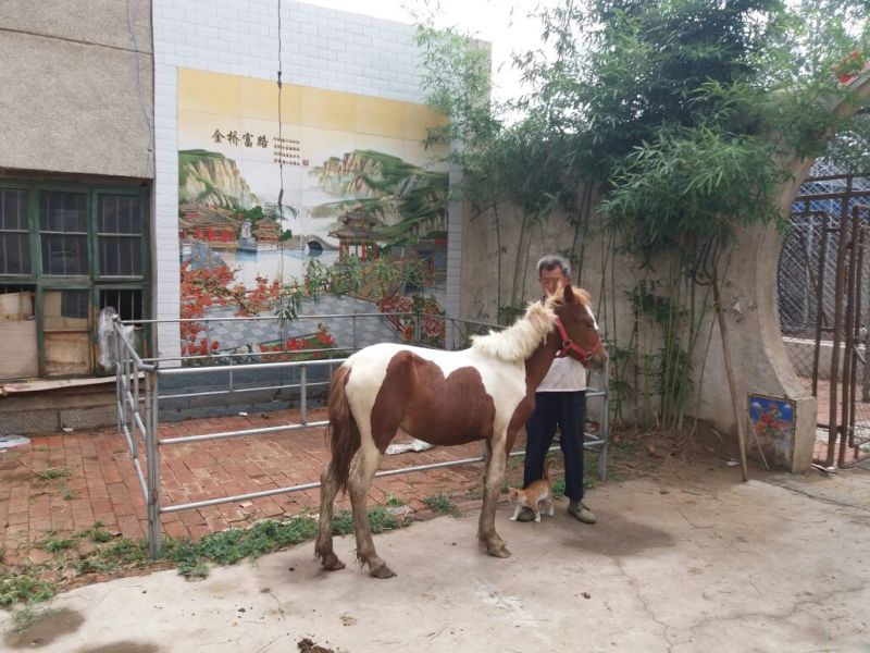 矮马妇女儿童骑乘马