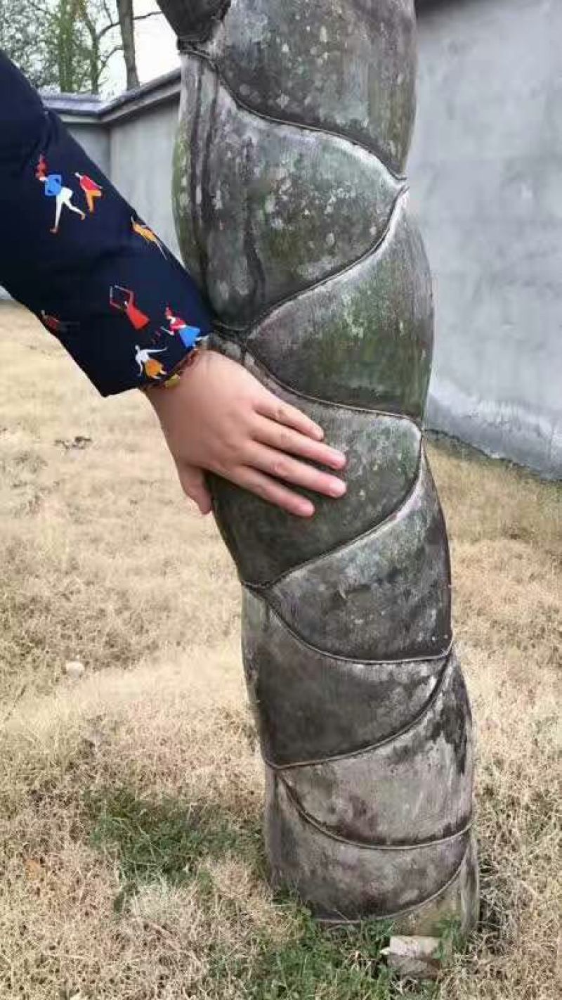 竹子3~4m