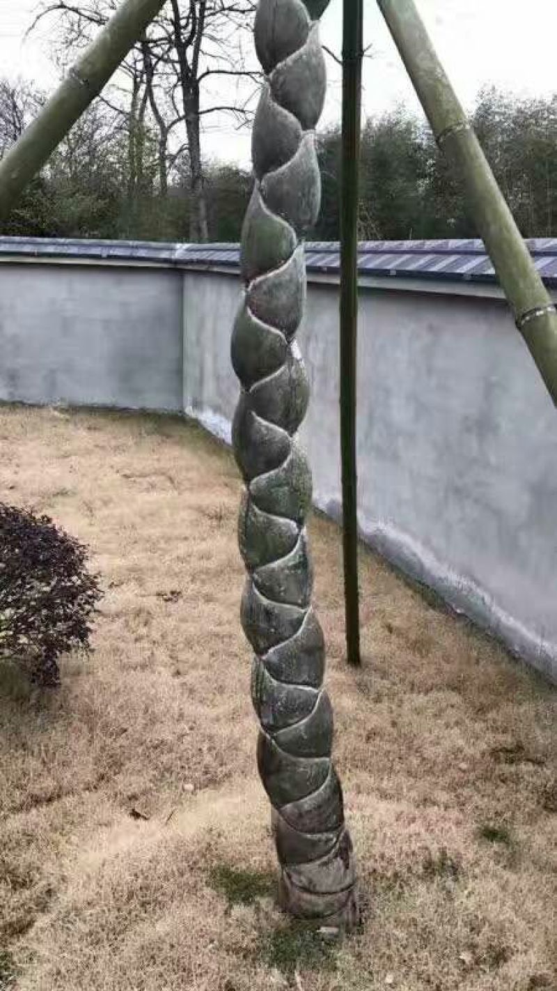 竹子3~4m