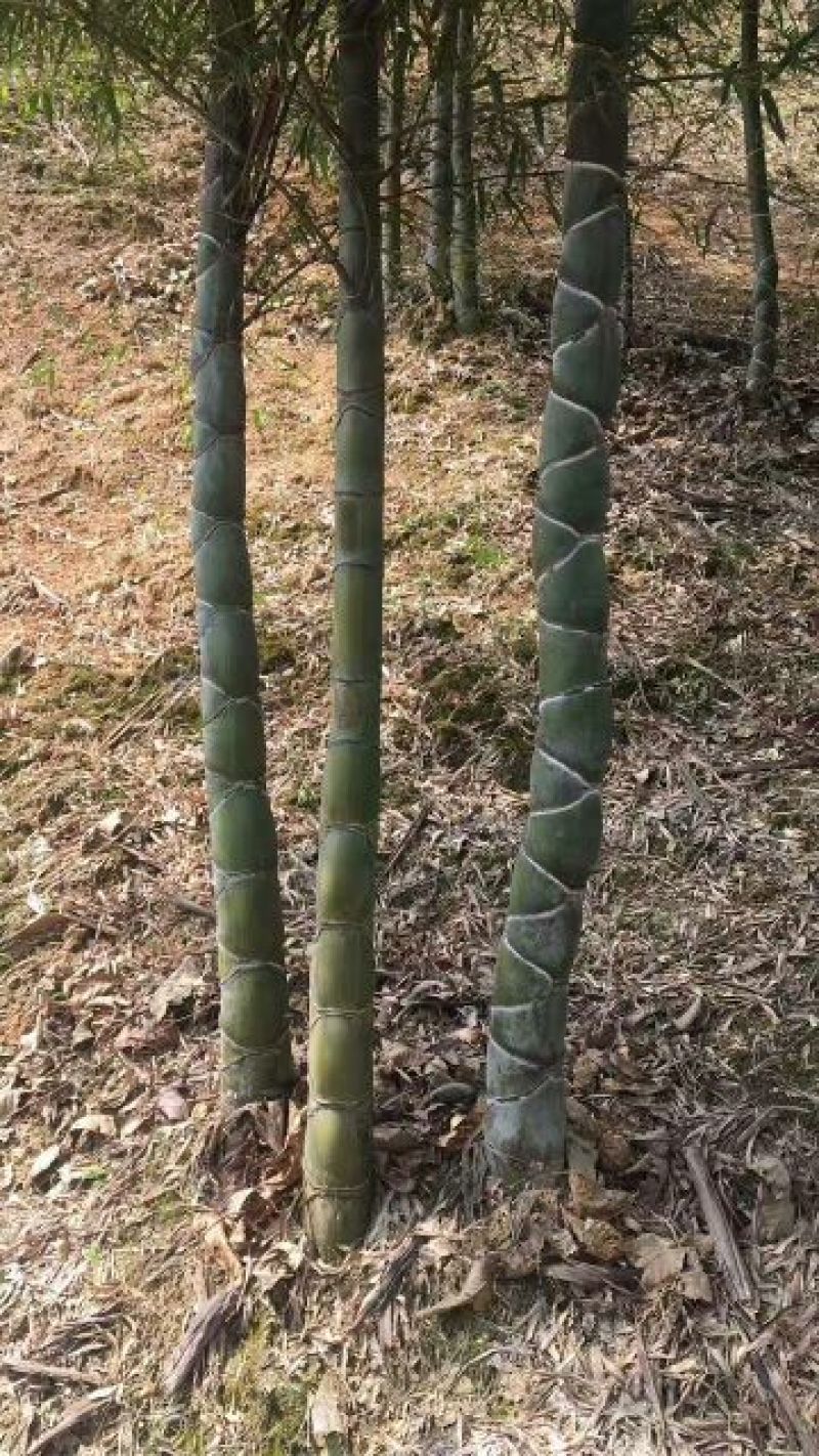 竹子3~4m
