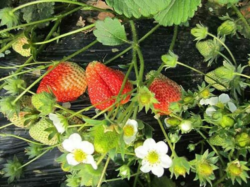 菠萝草莓苗10cm以下