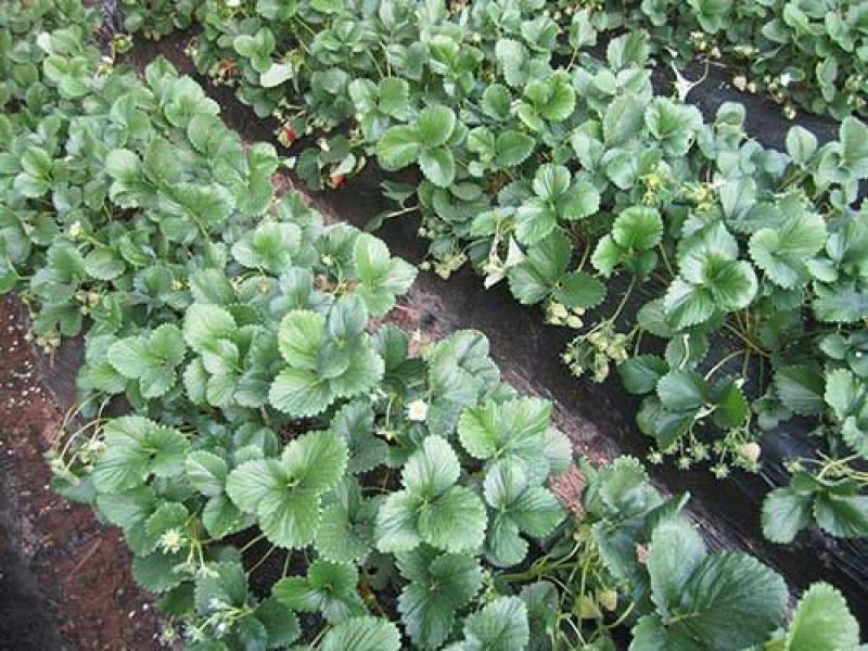 菠萝草莓苗10cm以下