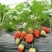 菠萝草莓苗10cm以下
