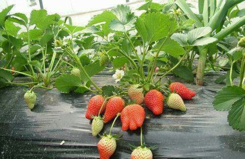 菠萝草莓苗10cm以下