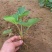 菠萝草莓苗10cm以下