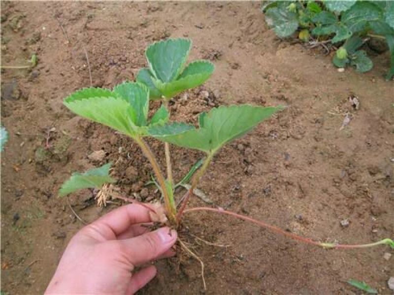 菠萝草莓苗10cm以下