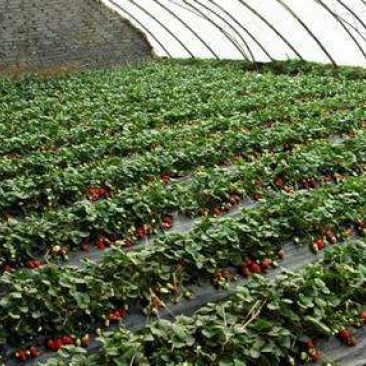 菠萝草莓苗10cm以下