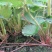 菠萝草莓苗10cm以下