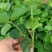 菠萝草莓苗10cm以下