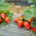 菠萝草莓苗10cm以下