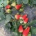 菠萝草莓苗10cm以下