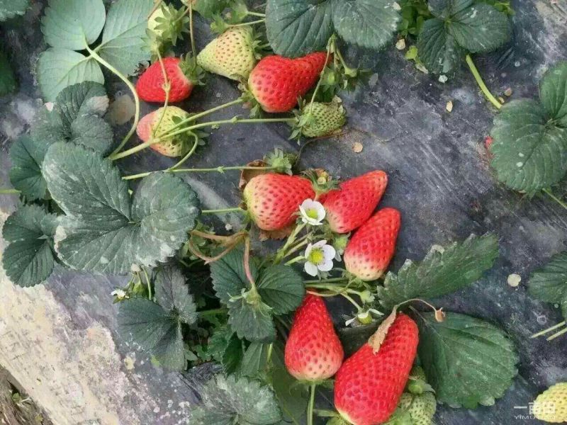 菠萝草莓苗10cm以下