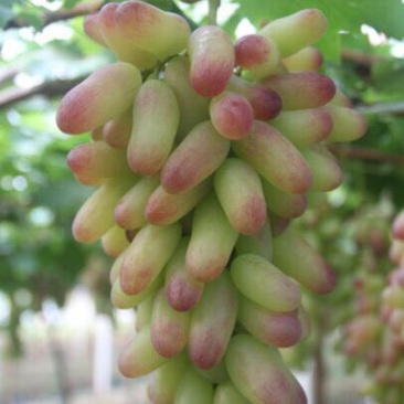 早玛瑙葡萄
