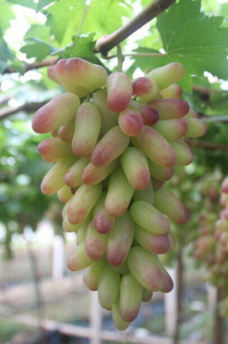 早玛瑙葡萄