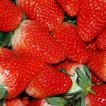 红宝草莓苗10cm以下