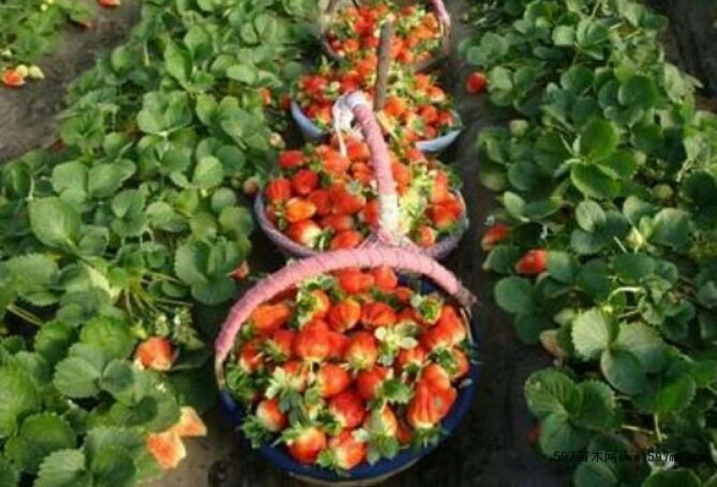 红宝草莓苗10cm以下