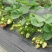红宝草莓苗10cm以下