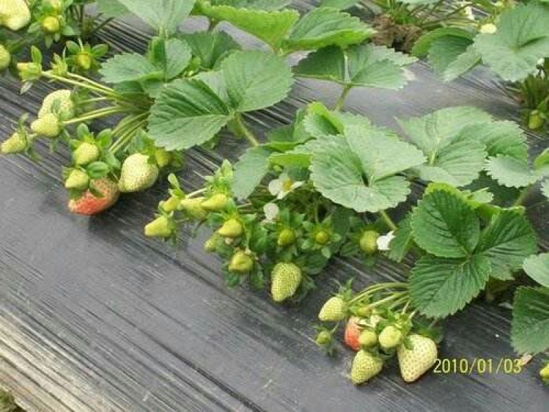 红宝草莓苗10cm以下
