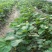 红宝草莓苗10cm以下