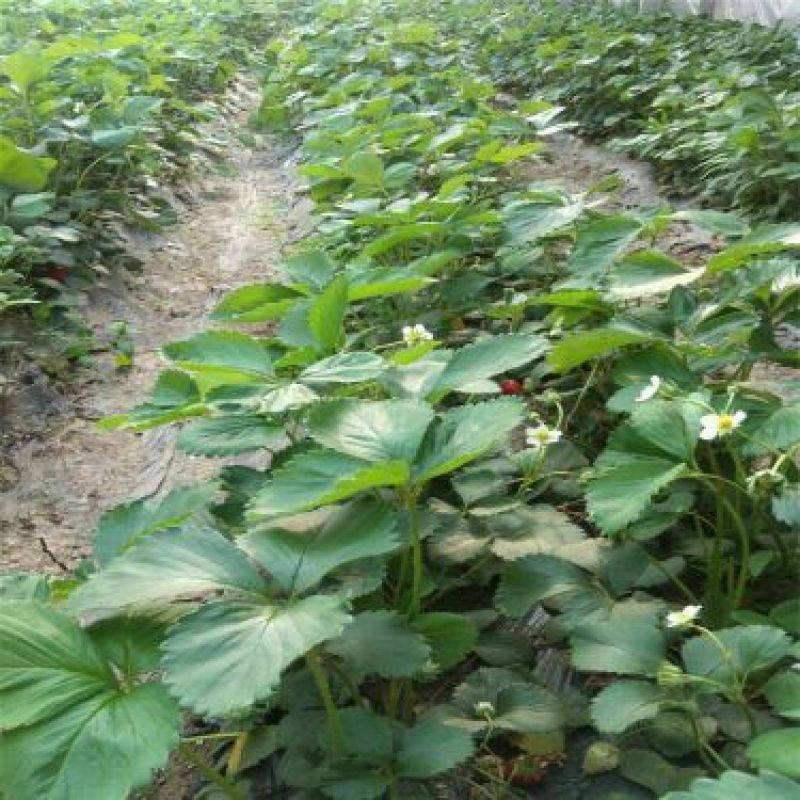 红宝草莓苗10cm以下