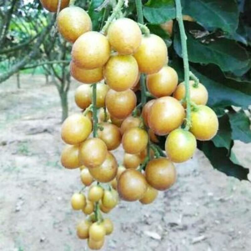 黑黄皮果苗30~50cmcm