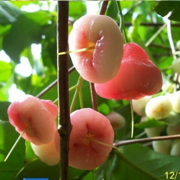 莲雾苗，大叶红莲雾种苗，黑金刚