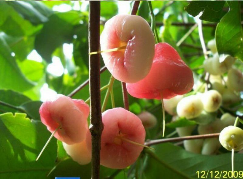 莲雾苗，大叶红莲雾种苗，黑金刚