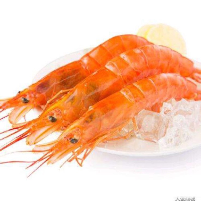 阿根廷红虾L1