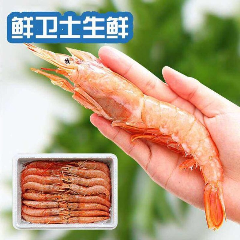 阿根廷红虾L1