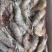 阿根廷红虾L1