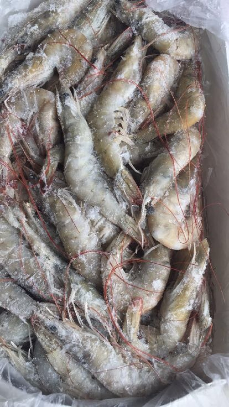 阿根廷红虾L1